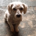 [강아지] 우리집 멍뭉 입양 전후 구경하고 가