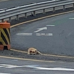 불쌍한 강아지ㅜㅜ