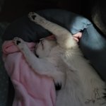 우리 <b>고양</b>이 아무래도 기절한 듯...