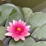 연꽃 본 적 있냐