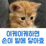 [심근파열권] 에휴 이 <b>야옹</b>이 좀 봐..