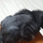 [NCT즌] ㅅㄷ)우리집 고양이 <b>미용</b> 잘못함