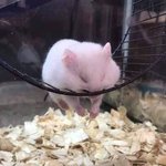 [ㅈㄱㄴ] 얘들아 나 울 <b>자격</b> 있어? 없는거야?