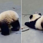 [펜타곤] 이거 옌<b>덩이</b>