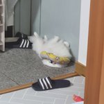 [NCT즌] 우리집 강아지 <b>완전</b>귀엽지