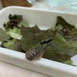 [NCT즌] <b>상추</b>에서 달팽이 나옴