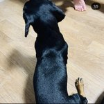 [이것좀봐줘] 우리멍멍이도 보구가 자랑할래