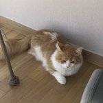 실시간 울 고<b>앵</b> 자랑