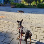 [꼭조언부탁] 강아지때문에 미칠것 같으신분 있으세요?