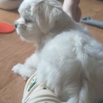아 강아지 개못생겼어