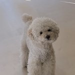 어제 비비랑 비슷하게 생긴 <b>강</b><b>쥐</b>봄