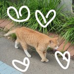 길고양이 <b>양말</b> 짝짝이,,