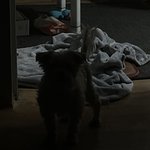<b>울집</b> 강아지 무서운 그림자