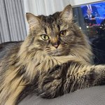 [펜타곤] 시루 <b>수컷</b>인지