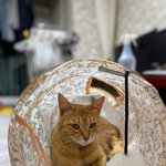 길냥이였던 우리 꼬비 <b>울집</b>에 온지 2주차