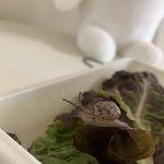 [NCT즌] 나 전에 <b>상추</b>에서 달팽이 나왔다고 한 즈닌데