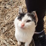 [고양이] <b>앙상</b>했던 고양이 살찐 기념으로 글써요!