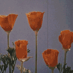 [모두드루와] 요즘 아이돌이 그 사세인 이유 분석해봄