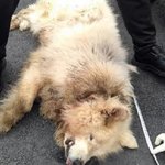 “여성 숨지게 한 <b>살인견</b>, 뒷목 물고 축 늘어질 때까지 안놔”