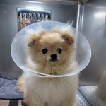 강아지 학대 나쁜놈들 처벌 받게 도와주세요