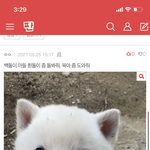 아니 며칠전부터 댓글에 백돌이 <b>도배</b> 왜하는거