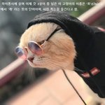 얘는 개 인데요, 고양이에요..