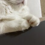 울 고<b>앵</b> 발 자랑