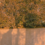 아니 체육복 바지 핏 이런 애 있냐