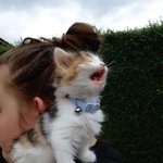 몹시 무섭게 <b>포효</b>하는 맹수들