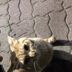 오빠가 <b>산책</b>하면서 길냥이 봤다는데