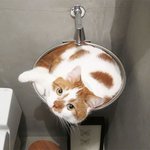 누울 <b>자리</b>만 있으면 발 뻗는 냥이