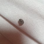 <b>찐빵</b>에서 돌?같은게나왔는데