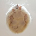 너희 흑<b>집사</b> 아냐?..