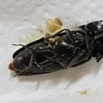 [혐짤주의] 지금 정말 미치겠음 <b>판독</b>해줄분만