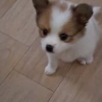 [댓글부탁해] 이 강아지 무슨 <b>종이</b>야?ˀ