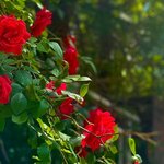 심심해서 쓰는 향수 후기~!!!