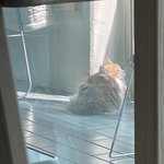 실시간 울 <b>인절미</b> 자랑