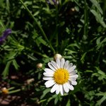 [빅뱅] 이제 <b>길가</b>에 핀 데이지만 봐도