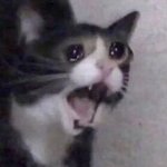 [드루와] <b>빠</b><b>순이</b>가 <b>남</b><b>돌</b>한테 폭언해도 가능?