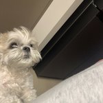 [더보이즈] 이제 두번이나 해봤으니 스밍 안끊기게 알지???❤️❤️
