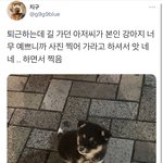 [댓글부탁해] 내 말이 개1씹히는데 이유가 뭘까