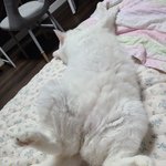 터앙믹스 꽃부니!!!!!!