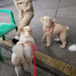 [드루와] 울 <b>댕댕이</b> 사주고 싶은게 있는데