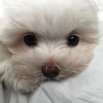 ㄹㅇ 키작은 애들 반팔 어디서 삼?