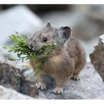 [펜타곤] 쿼<b>카</b><b>택</b>을 이을 새앙토끼<b>택</b>