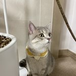 우리<b>집</b> 고양이 너무 귀여움(+<b>사진</b>추가)