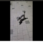 [개깊은빡침] 경기도 시흥시 ㅅㅌㄹㅍㄹㅈㅇ 입마개 안하시는 비매너...