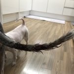 [꼭조언부탁] 강아지 물림 사고, 저를 밀친 견주 (사진첨부)