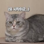 요즘 <b>아미</b>들 왜케 나대지?
