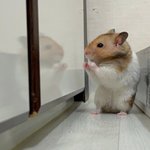 [레즈] 멤놀에서 많이 만나던데